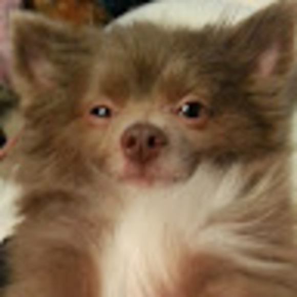 Meet your Posher, Cat - Picture 1 of 1